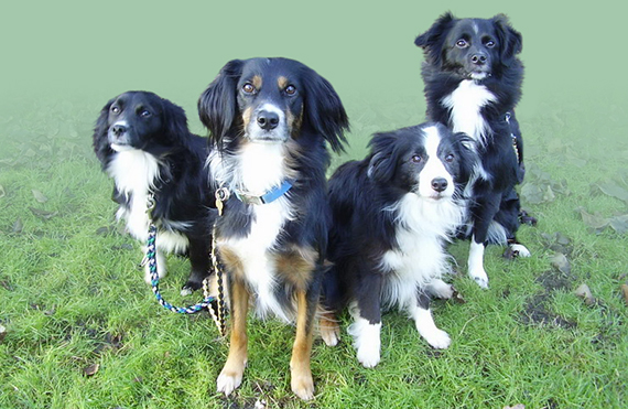 Hundegruppe